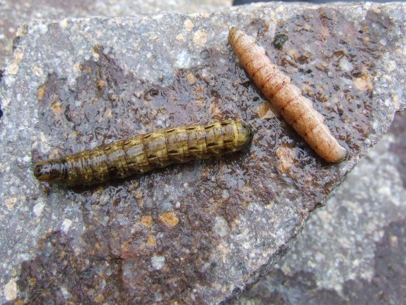 identificazione bruchi