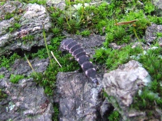 identificazione bruchi