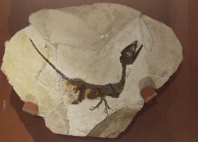 Scheda descrittiva: Scipionyx samniticus