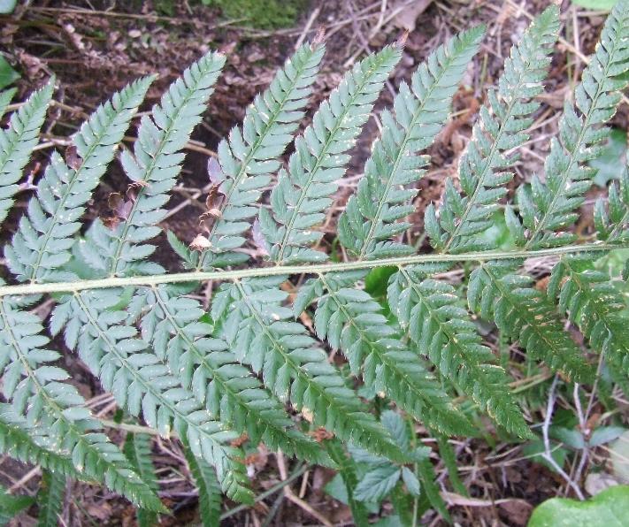 Polystichum setiferum da Ischia