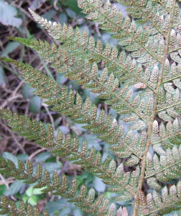 Polystichum setiferum da Ischia