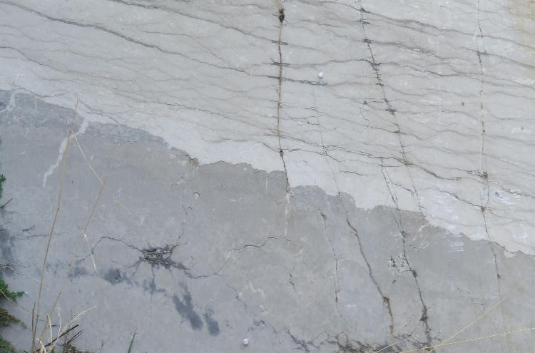 Scheda descrittiva: Scipionyx samniticus