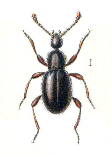 Larva di Mastigus sp. (Scydmaenidae)