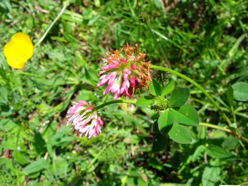 Trifolium squamosum L.