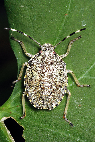 Inesperto cerca aiuto per identificazione