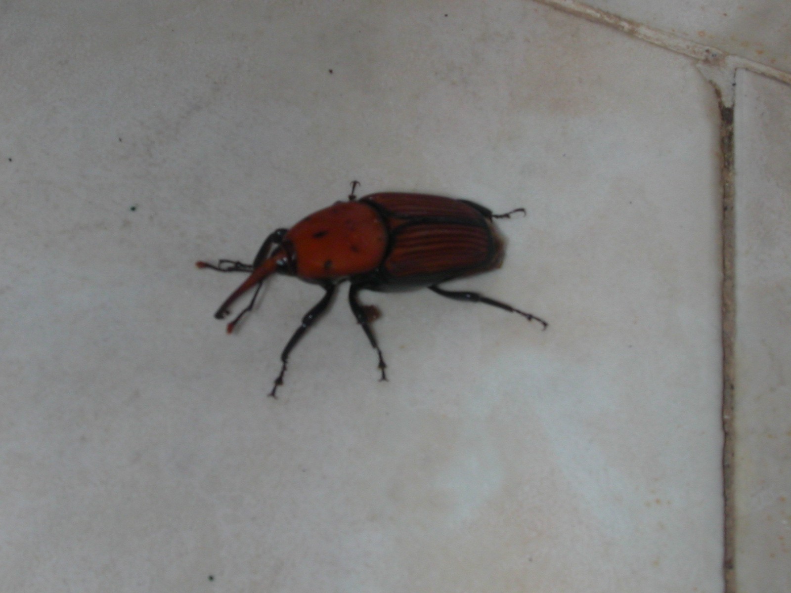 Scarabeo da determinare: Rhynchophorus ferrugineus