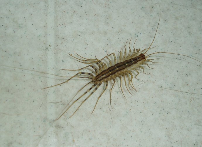 Scutigera coleoptrata