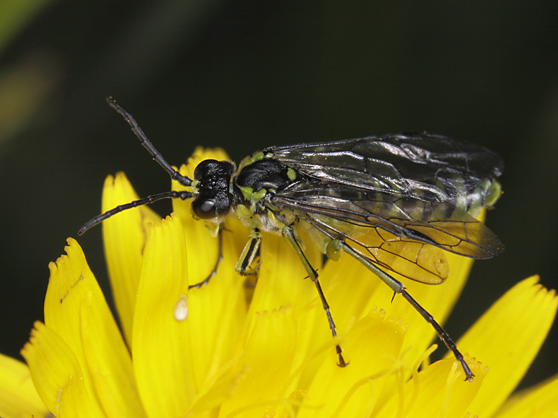 imenottero color pistacchio: Rhogogaster chlorosoma