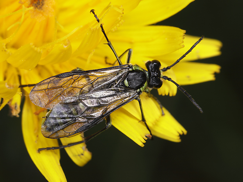 imenottero color pistacchio: Rhogogaster chlorosoma