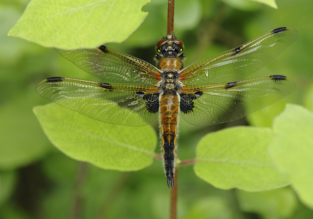 libellula appena sfarfallata