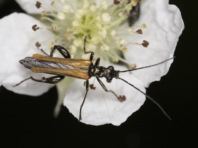 Oedemera da precisare: Oedemera femorata