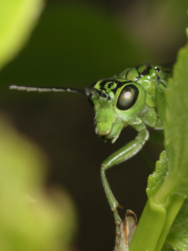 imenottero color pistacchio: Rhogogaster chlorosoma