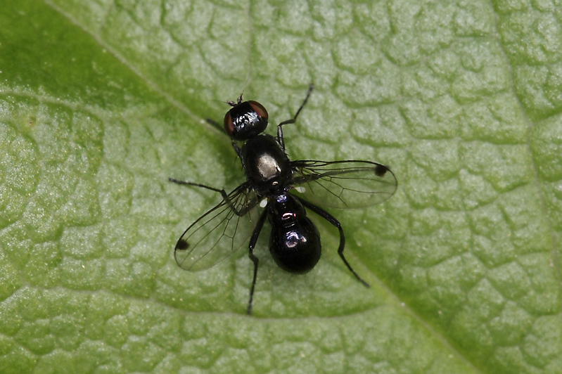 Sepsis sp. (Sepsidae)