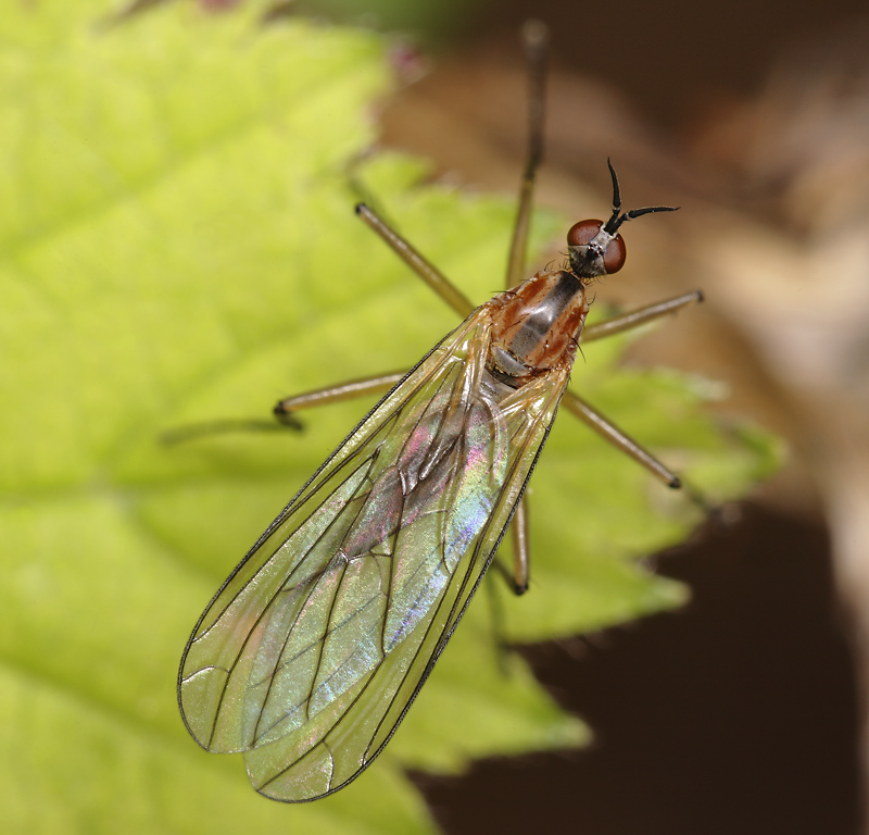 Empis (Xanthempis) univittata