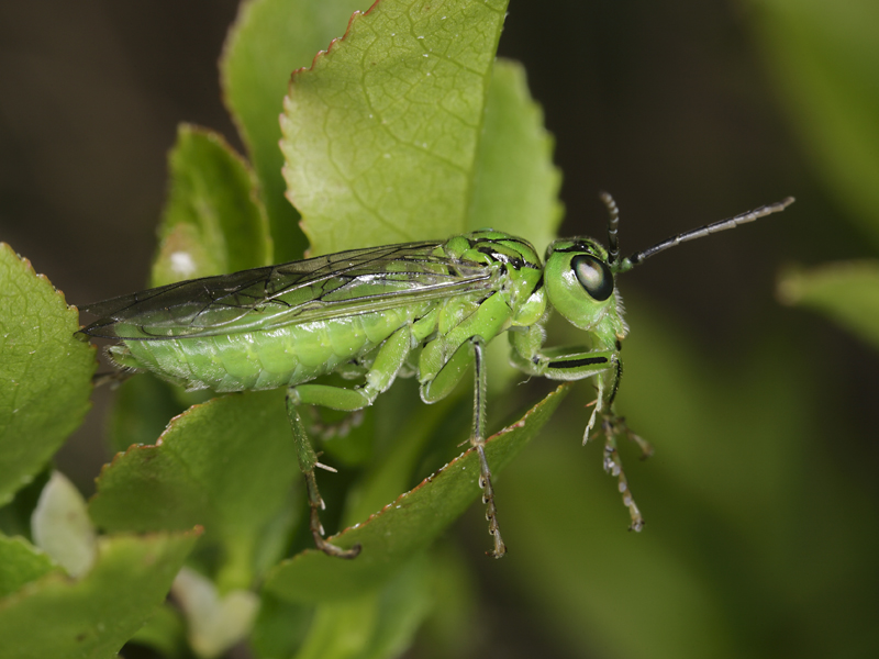 imenottero color pistacchio: Rhogogaster chlorosoma