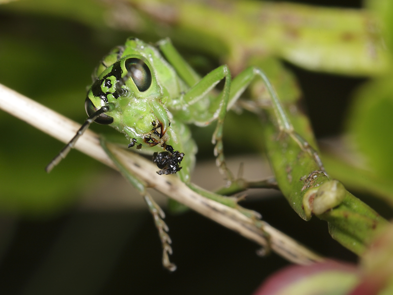 imenottero color pistacchio: Rhogogaster chlorosoma