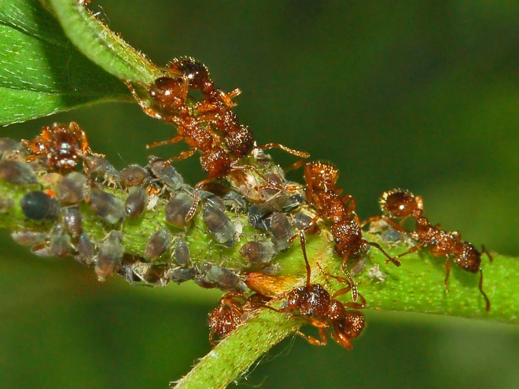 Afidi e Formiche: Mirmyca sp. (Formicidae)