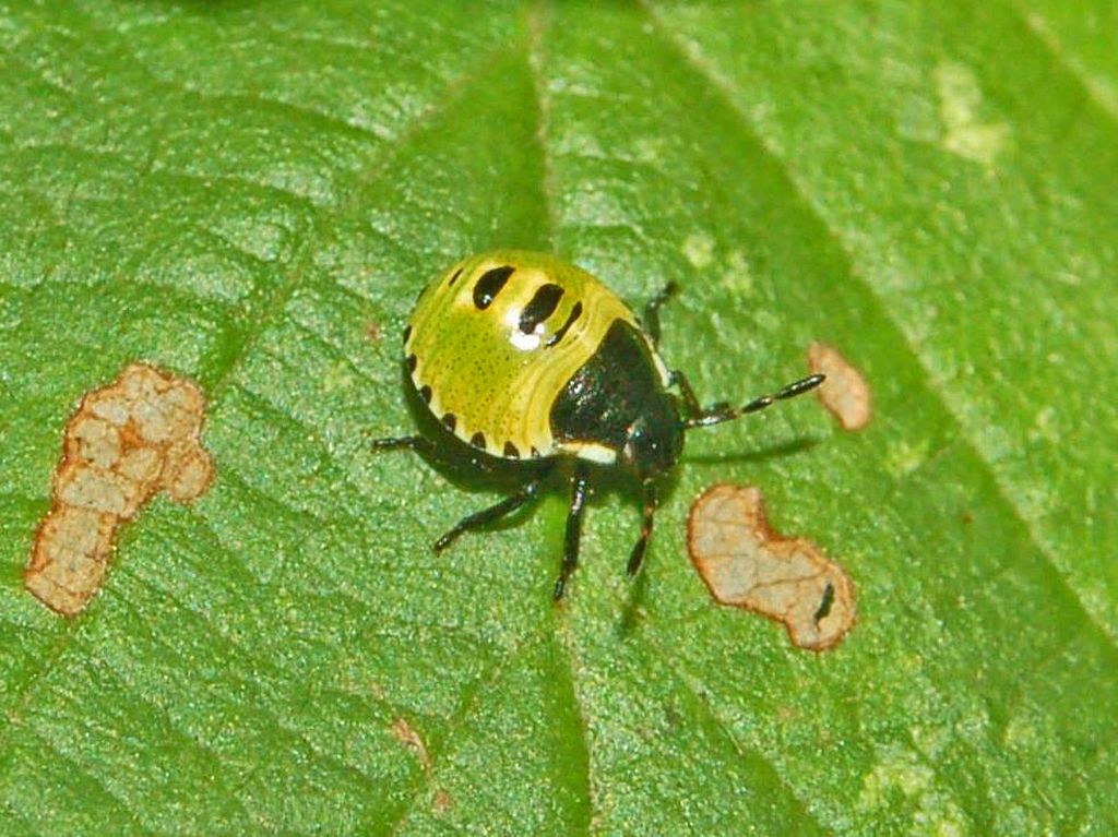 Neanide gialla e nera