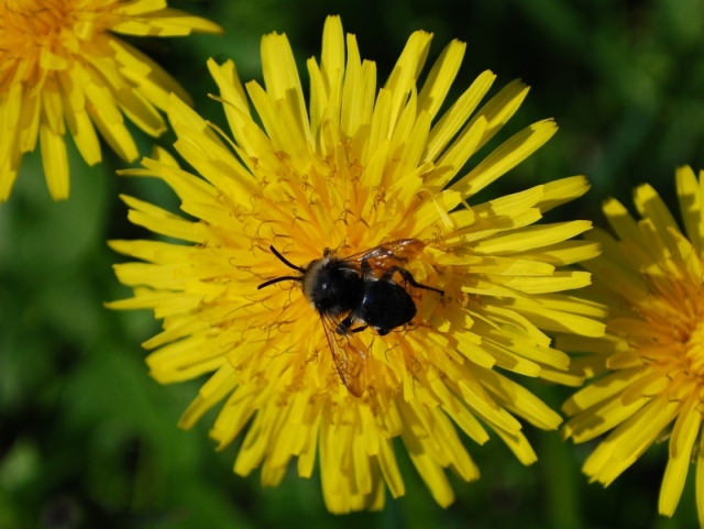 Possibile Melecta sp. (Apidae Anthophorinae)