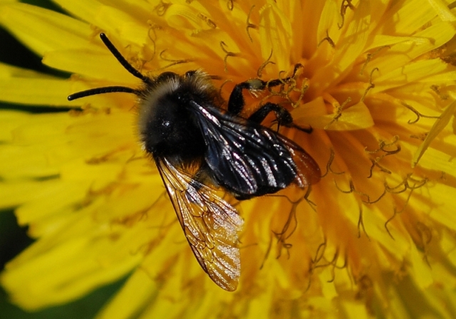 Possibile Melecta sp. (Apidae Anthophorinae)