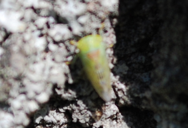 Populicerus confusus