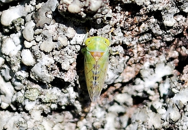 Populicerus confusus