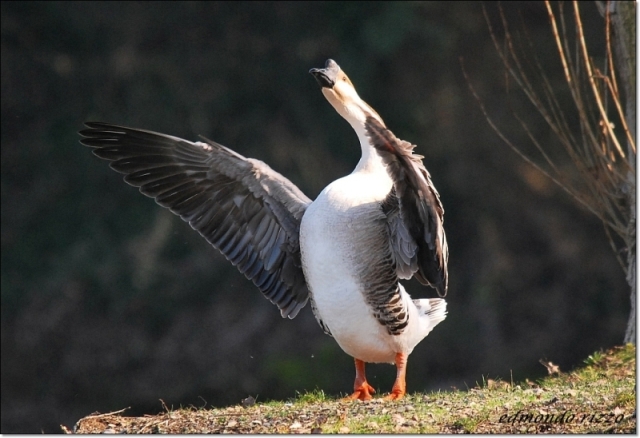 Avifauna humor