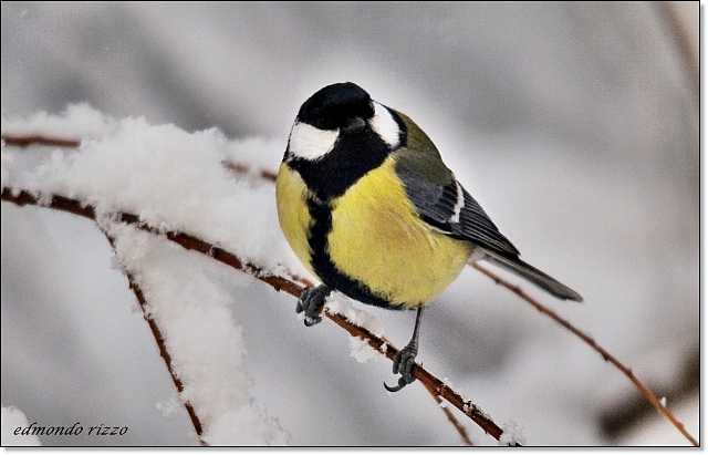 Cinciallegra, merlo e la neve