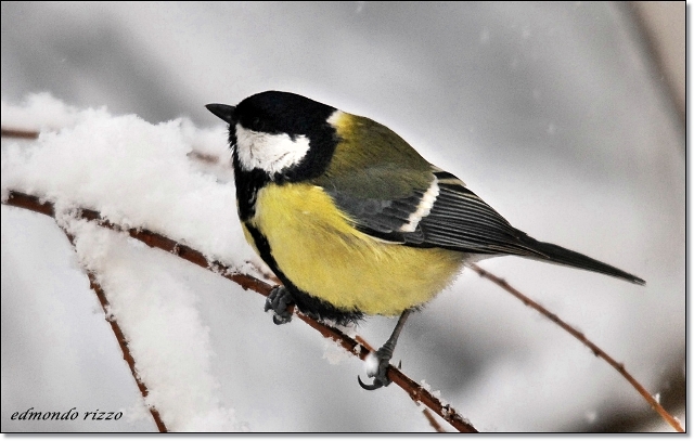 Cinciallegra, merlo e la neve