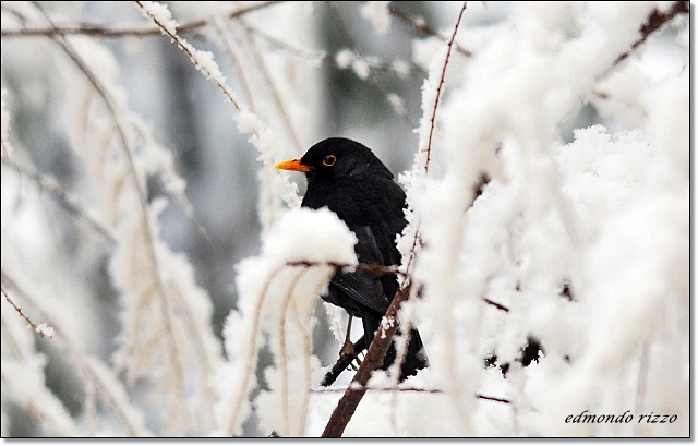 Cinciallegra, merlo e la neve