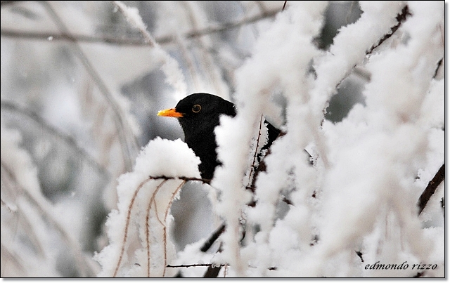 Cinciallegra, merlo e la neve
