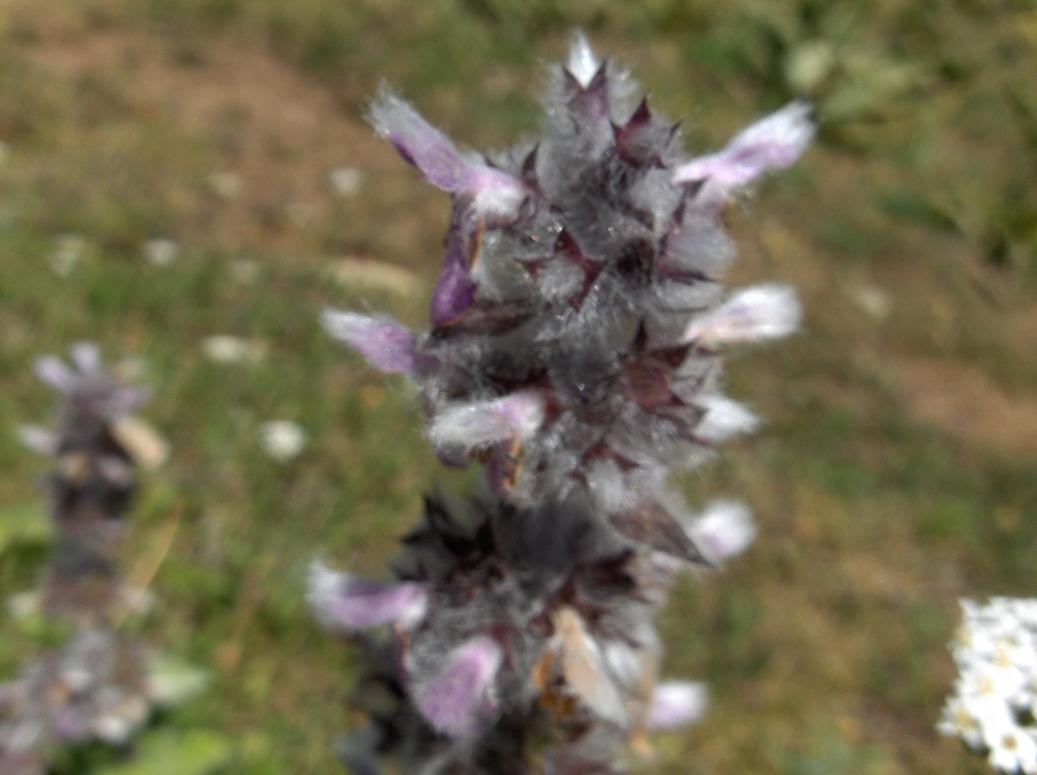 Appennino abruzzese - Stachys germanica