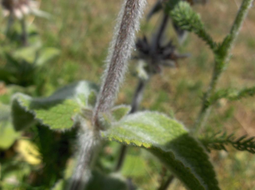 Appennino abruzzese - Stachys germanica