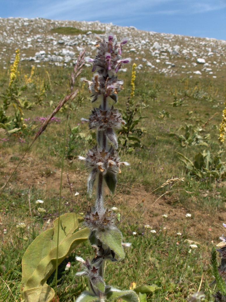 Appennino abruzzese - Stachys germanica