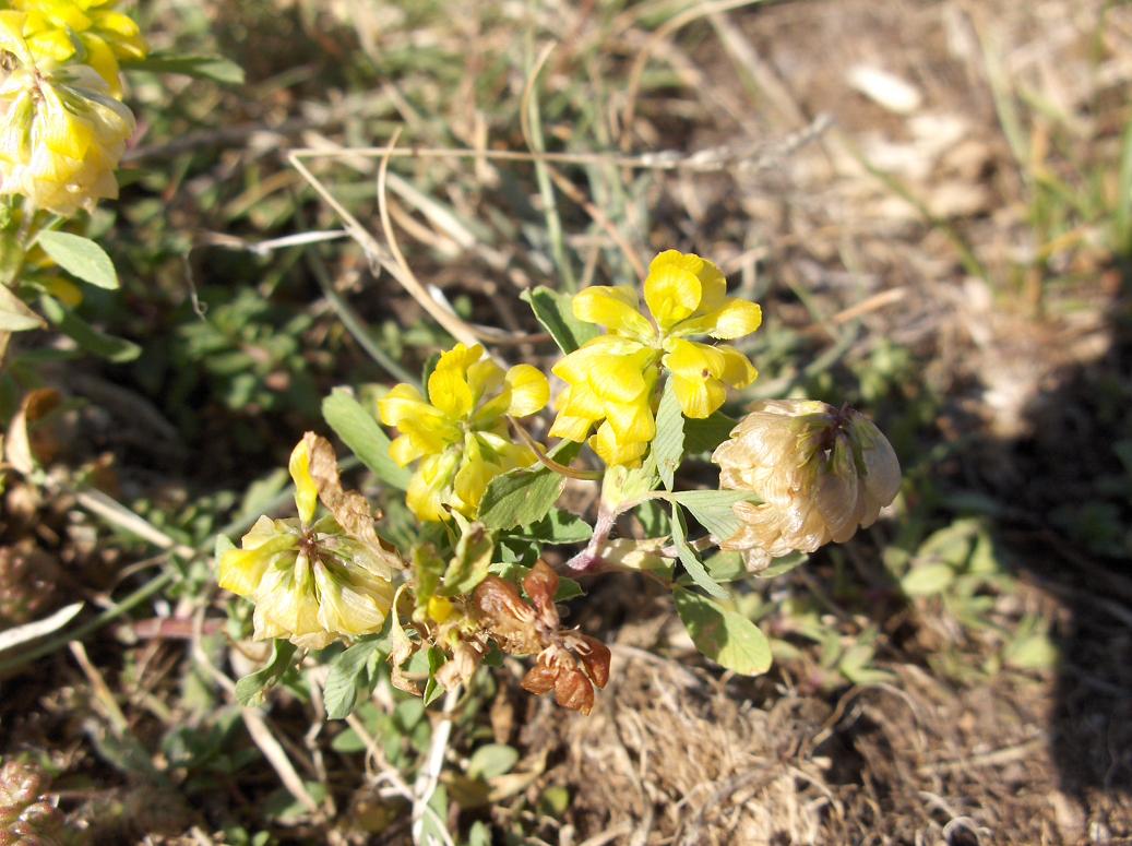 appennino abruzzese 6 - Trifolium sp.