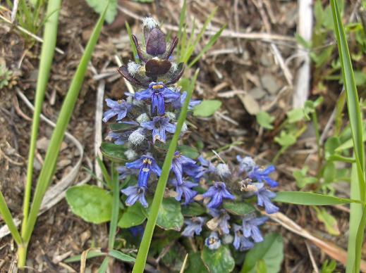 Ajuga reptans e Salvia verbenaca