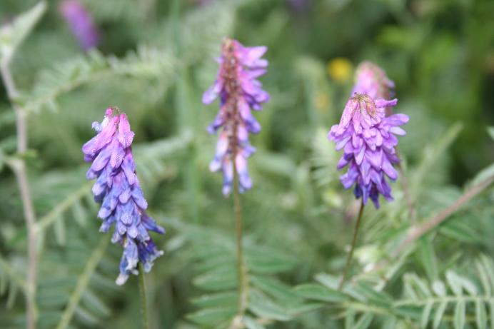 Vicia sp e Polygala sp.