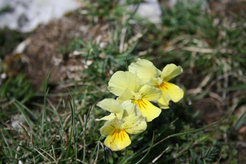Viola eugeniae s.l.