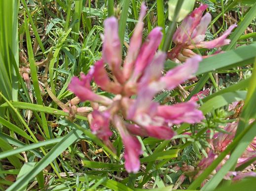 Astragalo?? - Astragalus cfr. monspessulanus