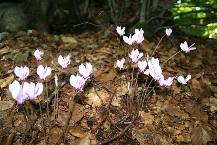 Cyclamen hederifolium / Ciclamino napoletano