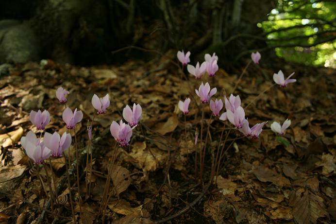 Cyclamen hederifolium / Ciclamino napoletano