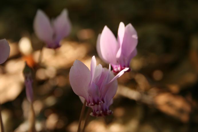 Cyclamen hederifolium / Ciclamino napoletano