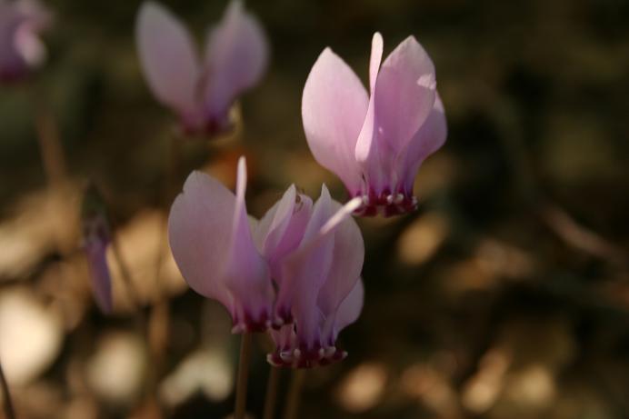 Cyclamen hederifolium / Ciclamino napoletano