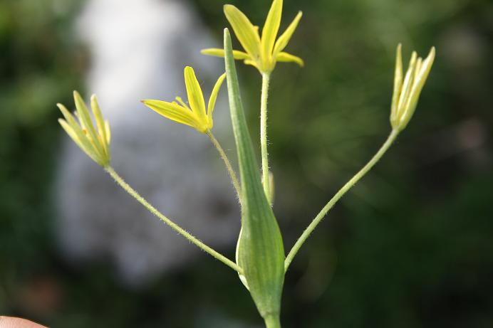 Gagea cfr. fragifera