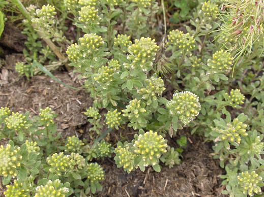 Alyssum sp