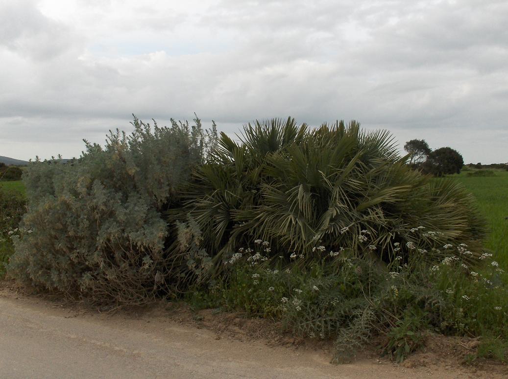 Chamaerops humilis / Palma nana