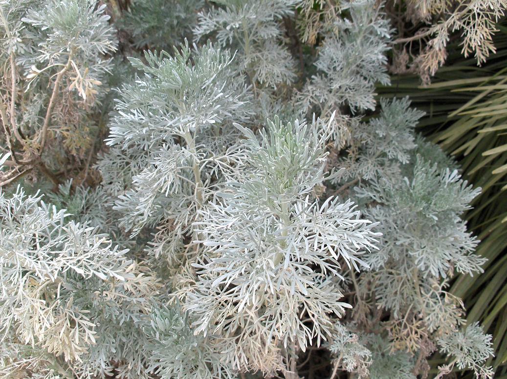 Artemisia arborescens