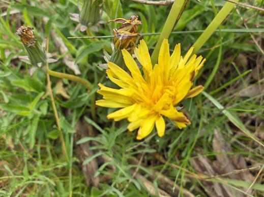 taraxacum......