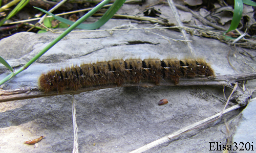 bruco da identificare - Lasiocampa quercus