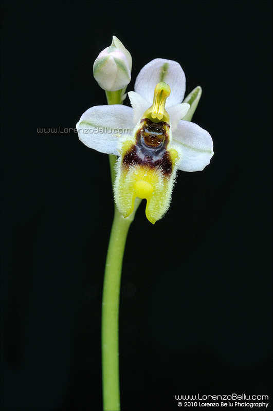 Orchidee su sfondo nero